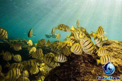 Tur Snorkeling Pribadi dan Bersama di Cabo San Lucas