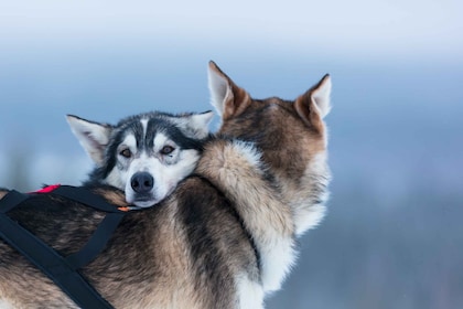 Levi: aventura de 7 km en trineo husky sin conductor