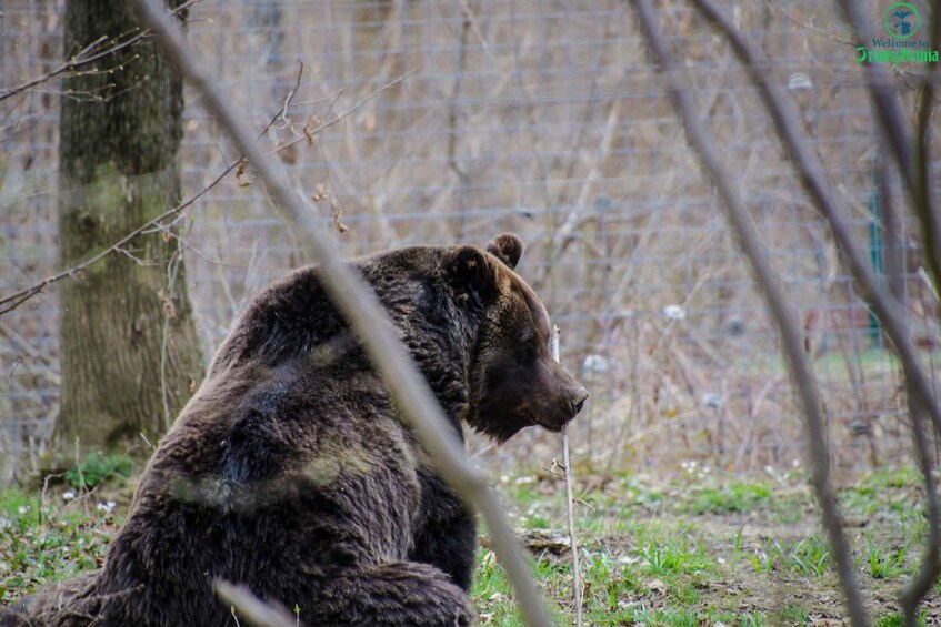 Picture 6 for Activity Day trip Bran Castle, Rasnov Fortress and Bear Sanctuary