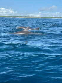 Muyuni Beach: Dolphin Watching, Snorkeling and Sandbank Tour