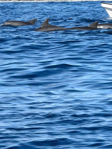 Picture 5 for Activity Unforgettable Dolphin Snorkeling Adventure at Mnemba Island