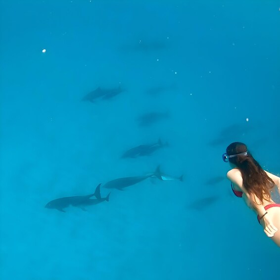 Unforgettable Dolphin Snorkeling Adventure at Mnemba Island