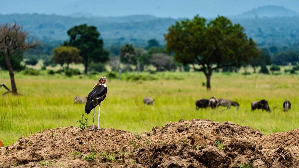 Picture 37 for Activity From Zanzibar: Best Day Safari Mikumi with flights and lunch