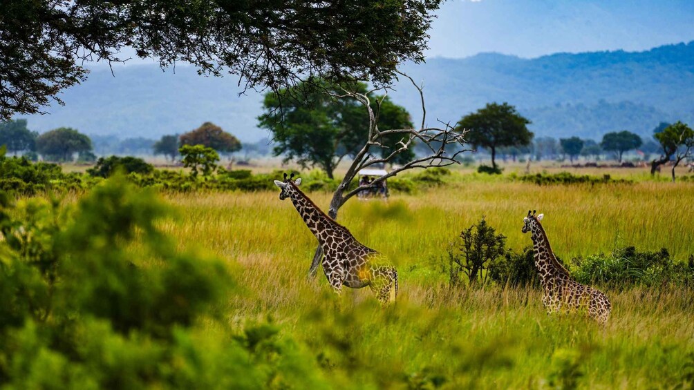 Picture 18 for Activity From Zanzibar: Best Day Safari Mikumi with flights and lunch