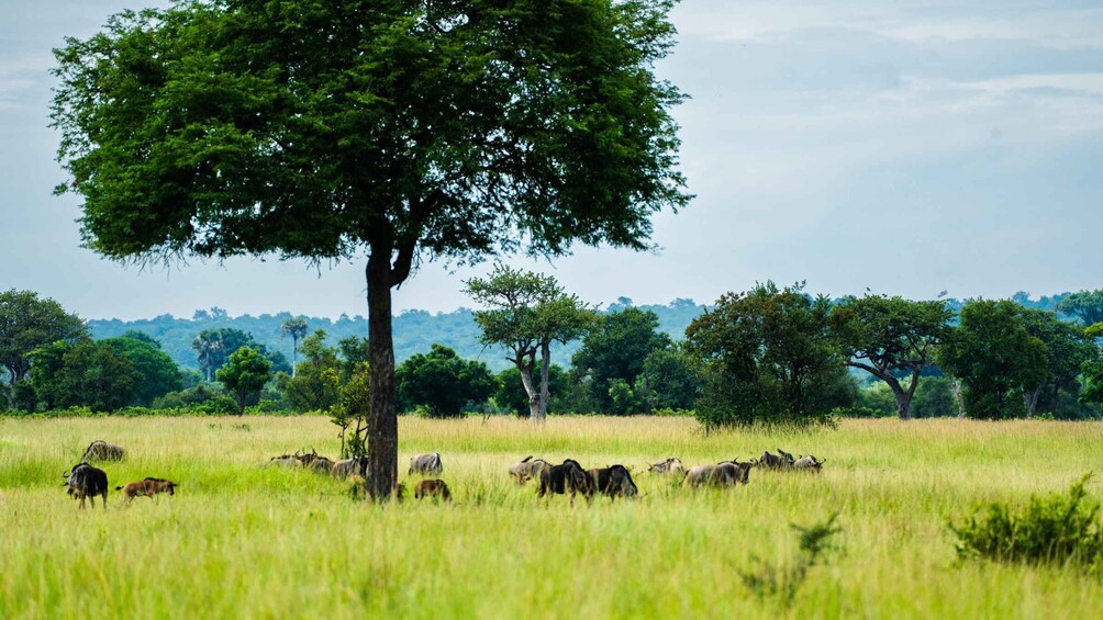 Picture 26 for Activity From Zanzibar: Best Day Safari Mikumi with flights and lunch