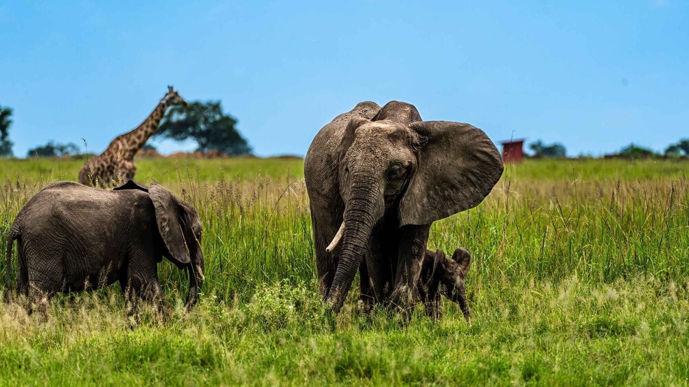 Picture 9 for Activity From Zanzibar: Best Day Safari Mikumi with flights and lunch