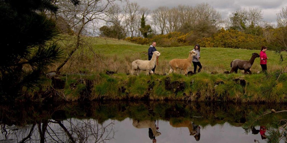 Picture 6 for Activity Guided Alpaca Trekking & Optional Luxury Picnic Hampers