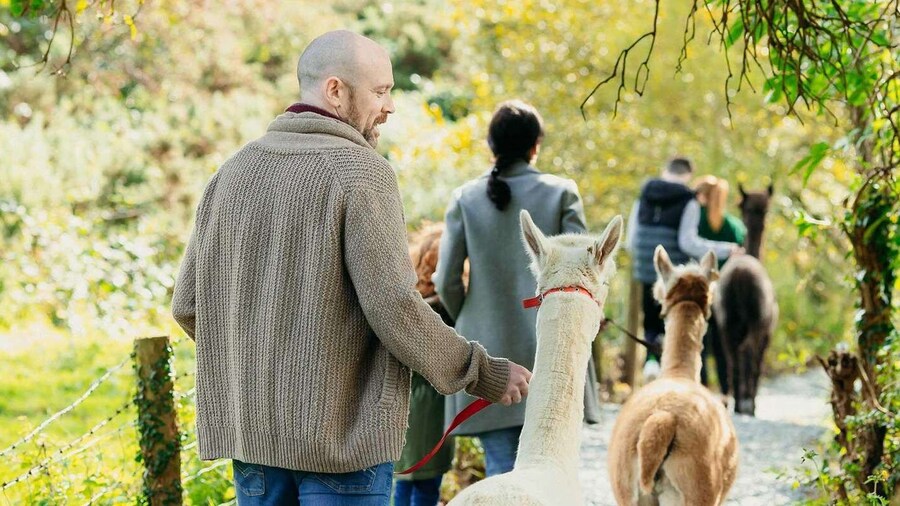 Guided Alpaca Trekking & Optional Luxury Picnic Hampers