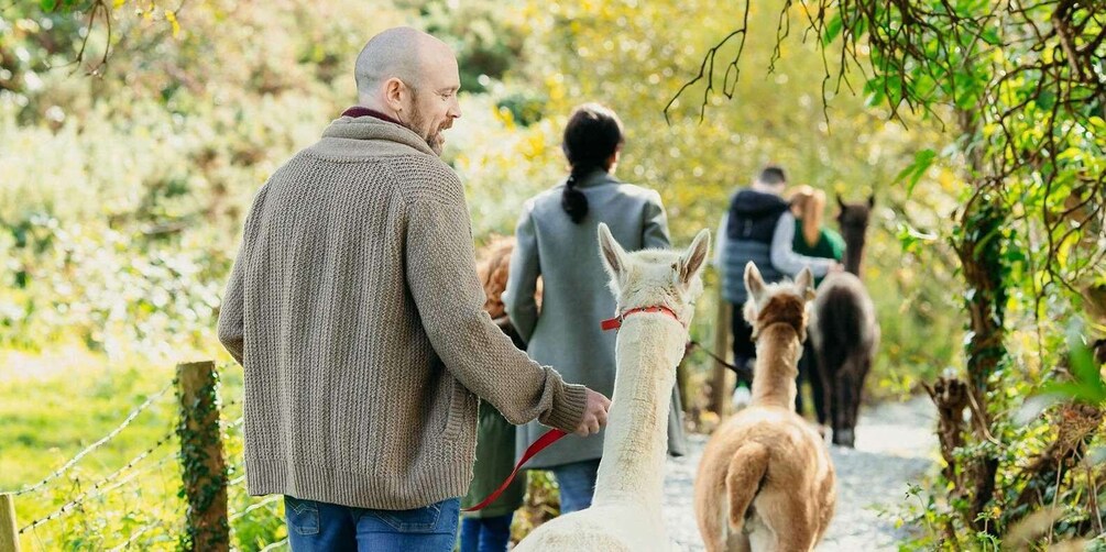 Guided Alpaca Trekking & Optional Luxury Picnic Hampers