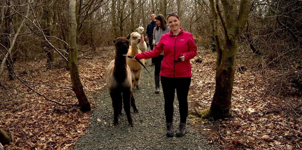 Picture 4 for Activity Guided Alpaca Trekking & Optional Luxury Picnic Hampers