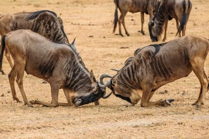 Desde Zanzíbar - Safari de un día a Mikumi con vuelo