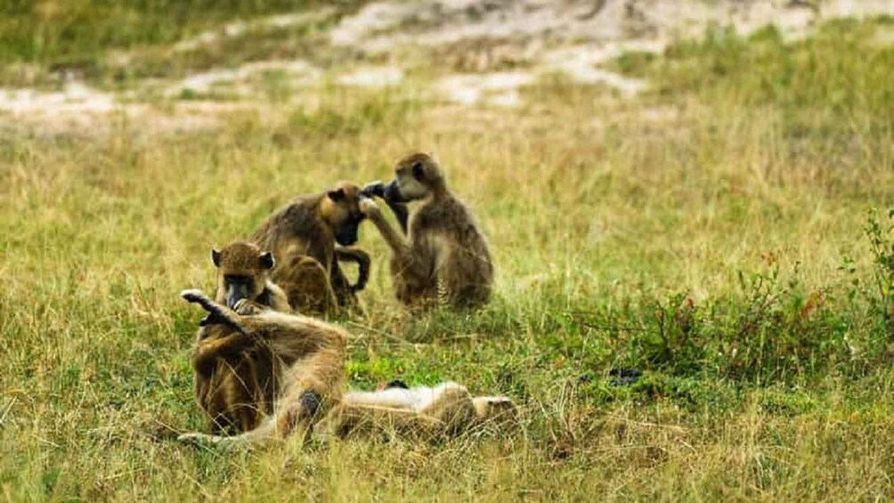 Picture 2 for Activity From Zanzibar - Mikumi Day Safari with flight