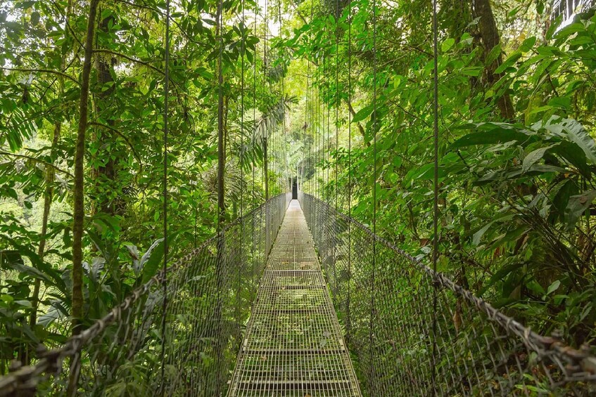 Picture 7 for Activity San Jose: Rainforest Chocolate Tour with Hanging Bridge