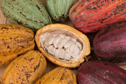 San Jose : Chocolat de la forêt tropicale excursion avec pont suspendu