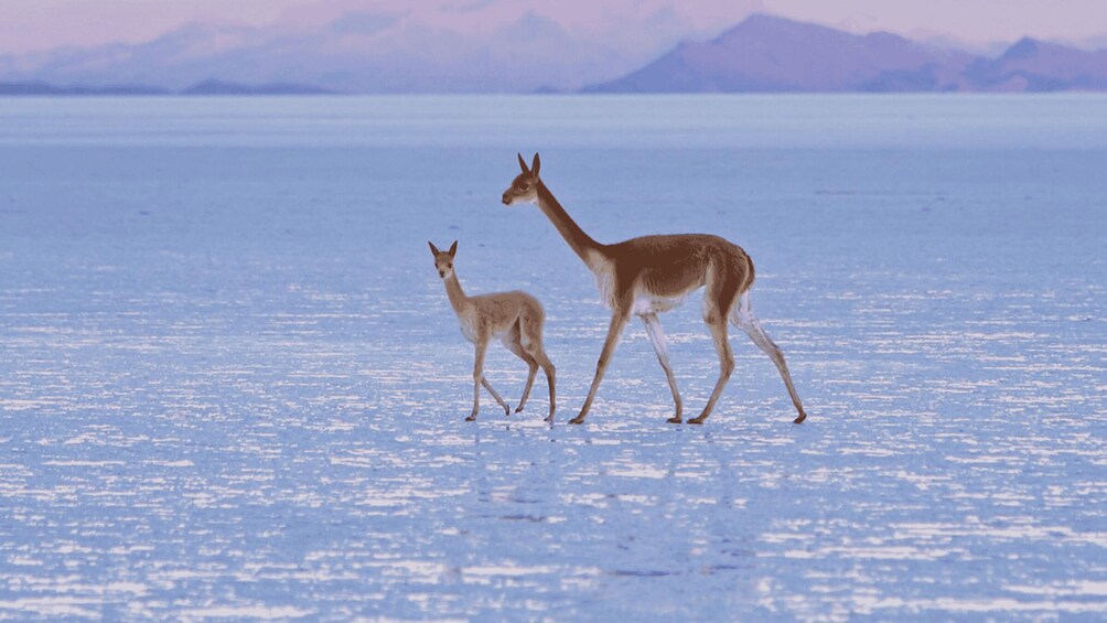 Picture 6 for Activity 2-Days private roundtrip from Chile to Uyuni Salt Flats