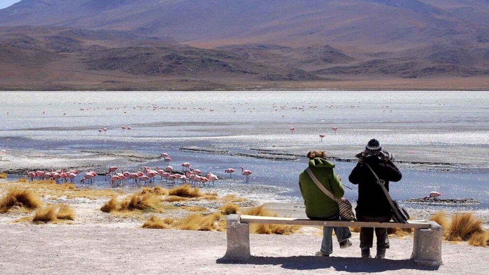 Picture 3 for Activity 2-Days private roundtrip from Chile to Uyuni Salt Flats