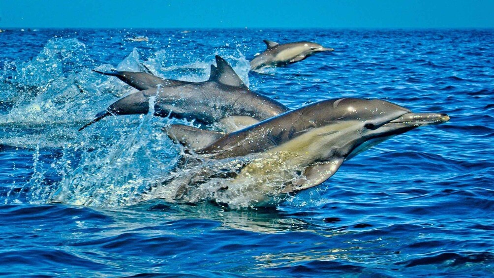 Picture 1 for Activity Dolphin Tour, Jozani Forest, Prison Island, Island Pongwe