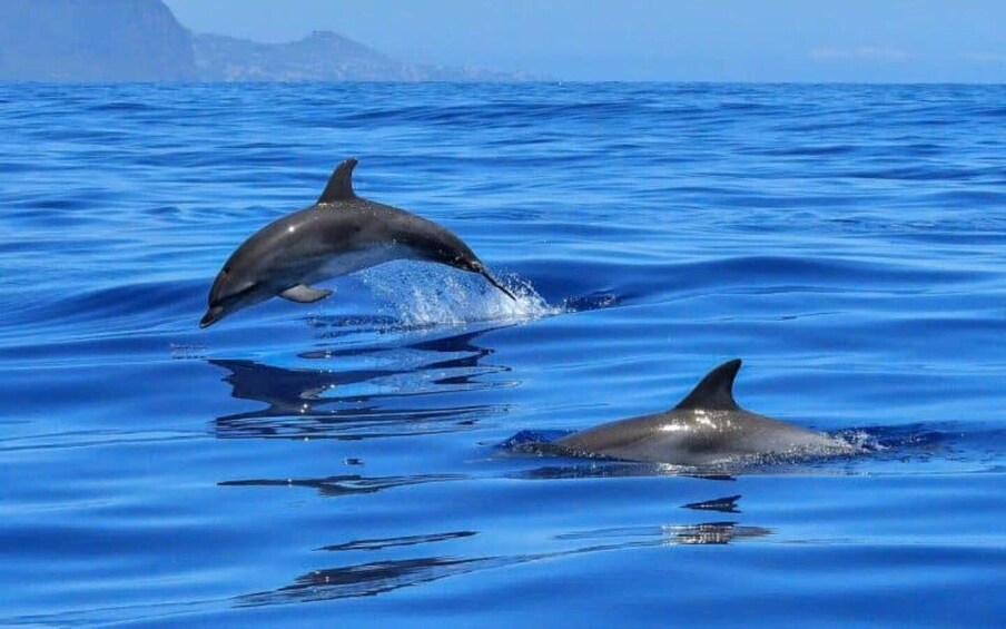 Dolphin Tour, Jozani Forest, Prison Island, Island Pongwe