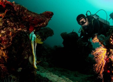 Scuba Diving in Boracay: SSI Basic Diver for Beginners