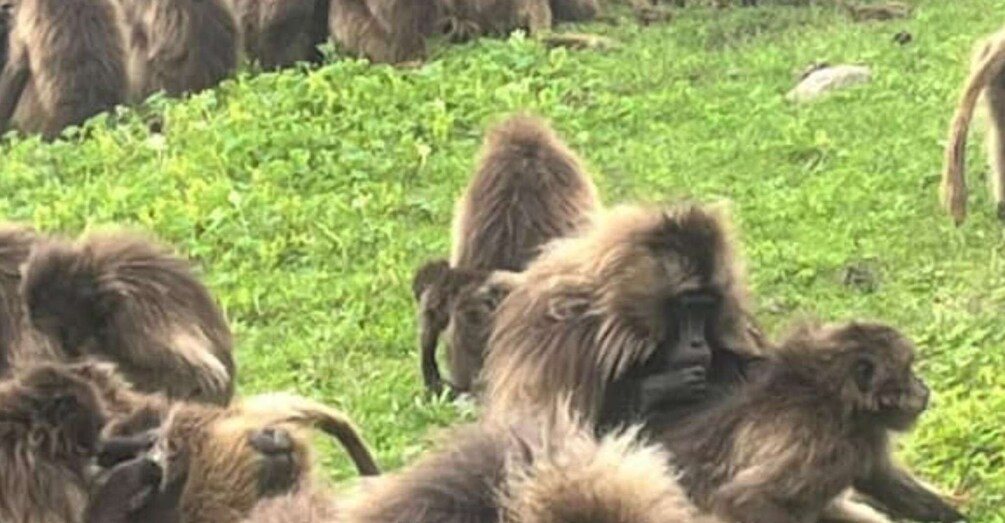 Picture 1 for Activity Day Trek to Simien Mountain