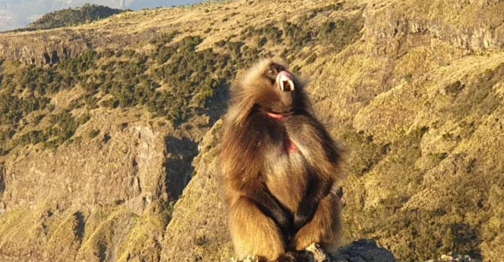 Day Trek to Simien Mountain