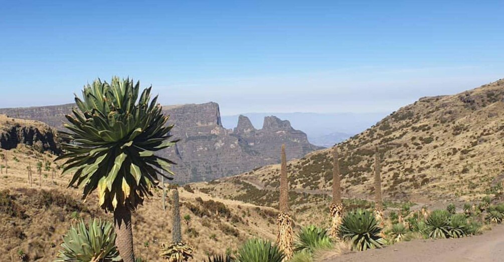 Picture 2 for Activity Day Trek to Simien Mountain