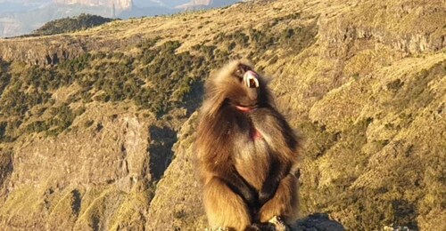 Day Trek to Simien Mountain
