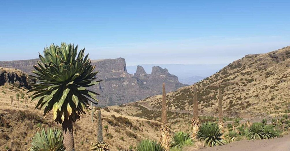 Picture 2 for Activity Day Trek to Simien Mountain