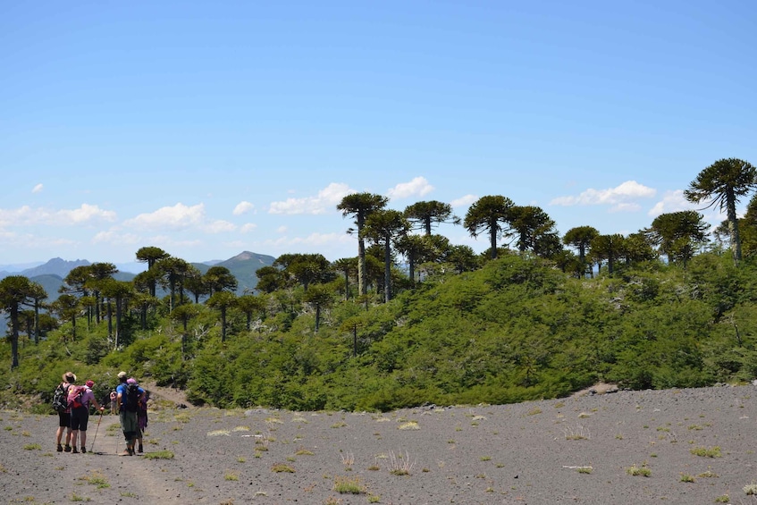 Picture 1 for Activity Pucon: Full-Day Villarrica National Park Hike