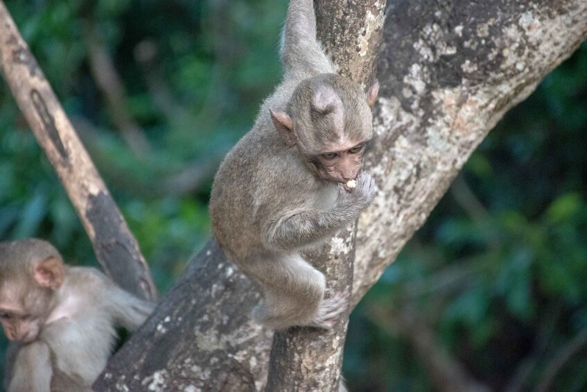 Picture 1 for Activity Lagoon Tour to Monkey Island in Negombo