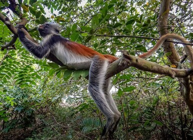 Lagunetur til Monkey Island i Negombo