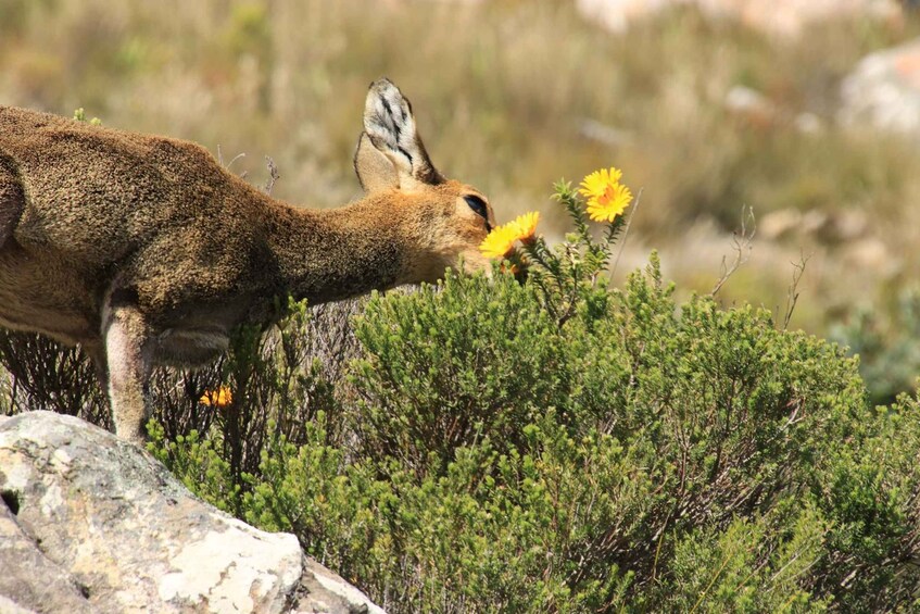 Picture 1 for Activity From Oudtshoorn: Full Day Swartberg Mountain Private Tour