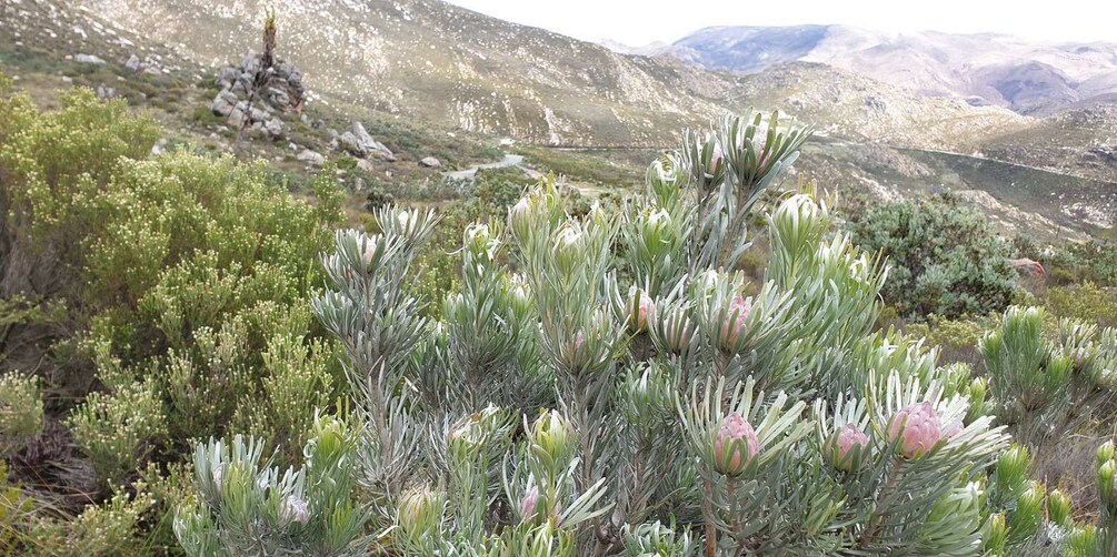 Picture 7 for Activity From Oudtshoorn: Full Day Swartberg Mountain Private Tour