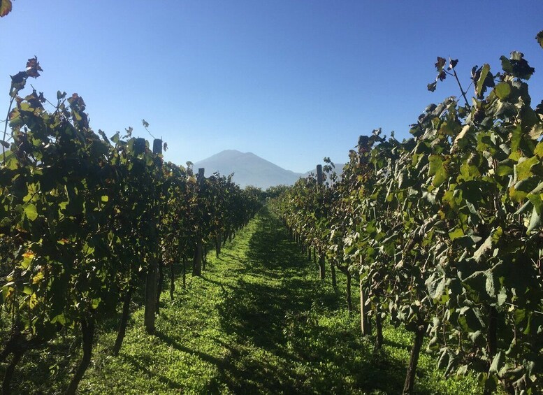 Picture 1 for Activity From Tirana/Durres: The Cape of Rodon with Wine Tasting