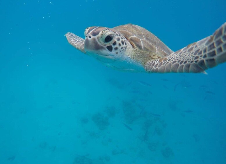 Picture 3 for Activity Bridgetown: Wildlife Reserve & Carlisle Bay Tour with Cruise