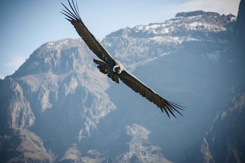 Picture 1 for Activity From Arequipa: Excursion to the Colca Canyon Ending in Puno