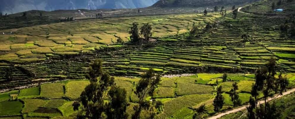 Picture 2 for Activity From Arequipa: Excursion to the Colca Canyon Ending in Puno