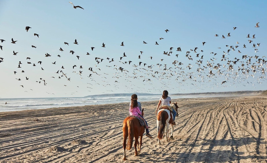 Picture 7 for Activity Penguins Watching&HorseRiding&Barbecue Beach&Dunes FromStgo