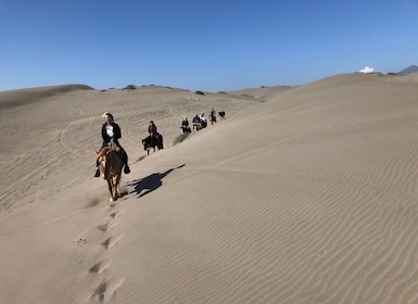 Observation des pingouins, promenades à cheval et barbecue Plage et dunes d...