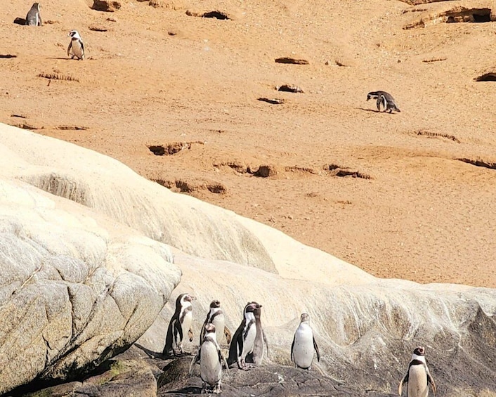 Picture 1 for Activity Penguins Watching&HorseRiding&Barbecue Beach&Dunes FromStgo