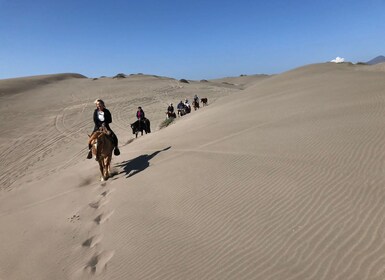 Observation des pingouins, promenades à cheval et barbecue Plage et dunes d...