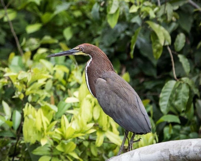 Picture 12 for Activity Peruvian Jungle Manu Park Four days / three nights