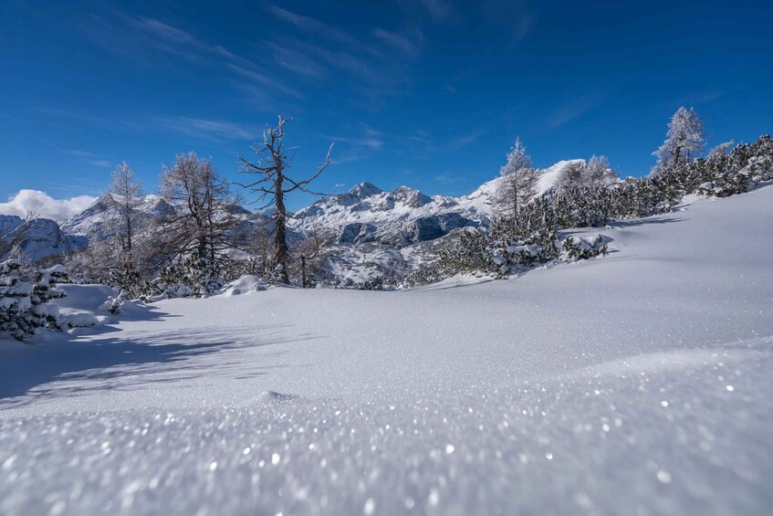 Picture 6 for Activity From Bled: Day Trip to Julian Alps & Hiking with Local Guide