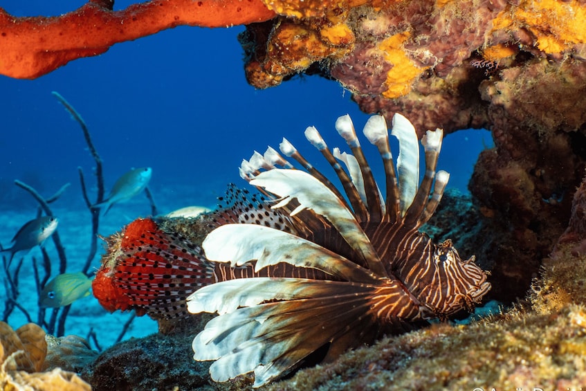 Picture 2 for Activity Open Water PADI Diver Course in Cozumel