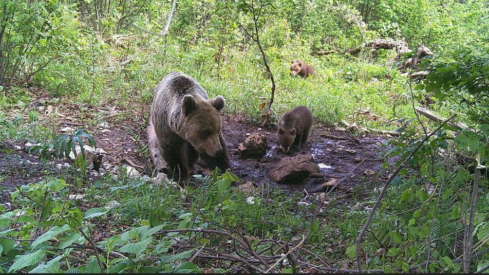 Picture 3 for Activity Bear Watching Slovenia with Ranger and Local Guide