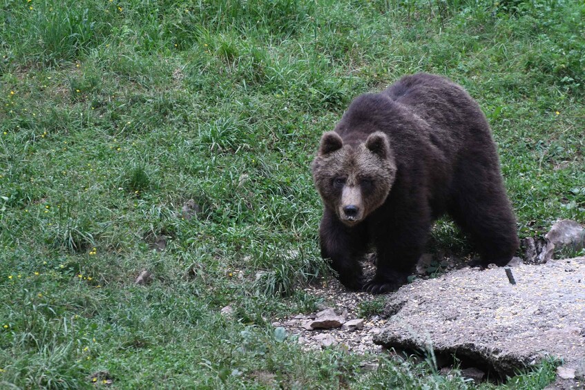 Picture 10 for Activity Bear Watching Slovenia with Ranger and Local Guide