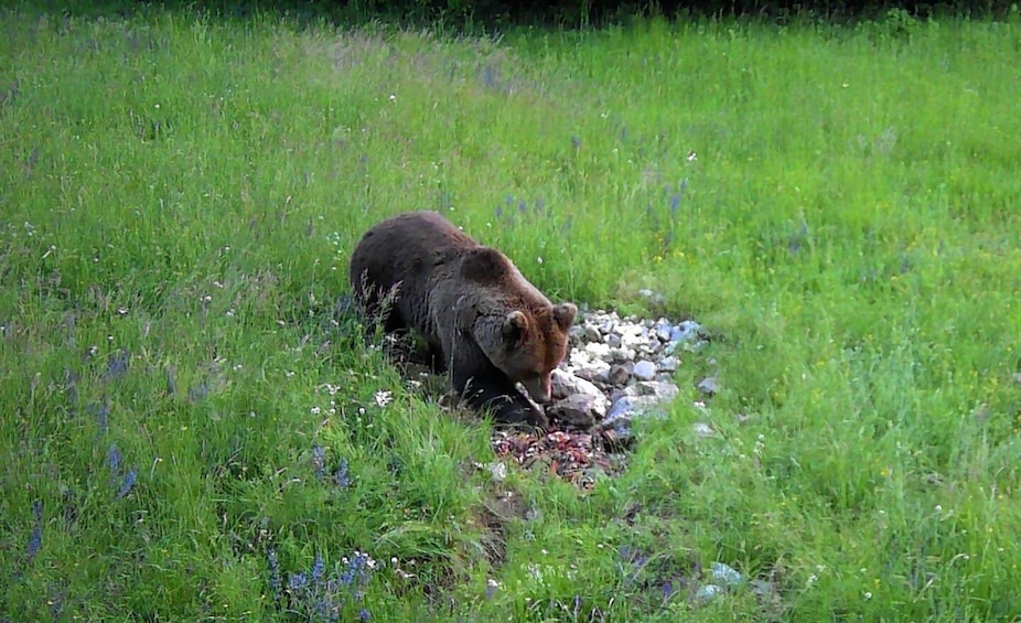 Picture 2 for Activity Bear Watching Slovenia with Ranger and Local Guide