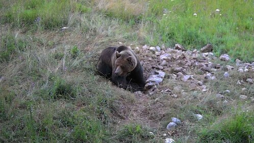 Bear Watching Slovenia with Ranger and Local Guide