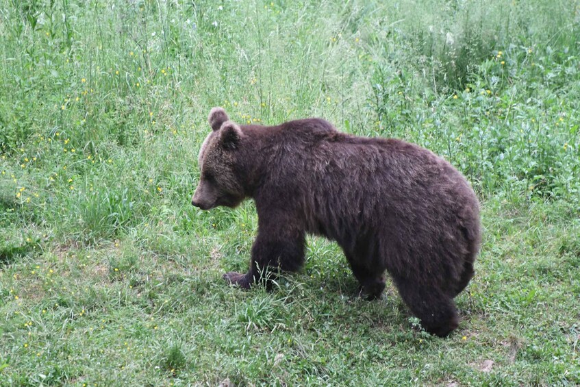 Picture 8 for Activity Bear Watching Slovenia with Ranger and Local Guide