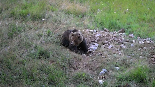 Bear Watching Slovenia with Ranger and Local Guide